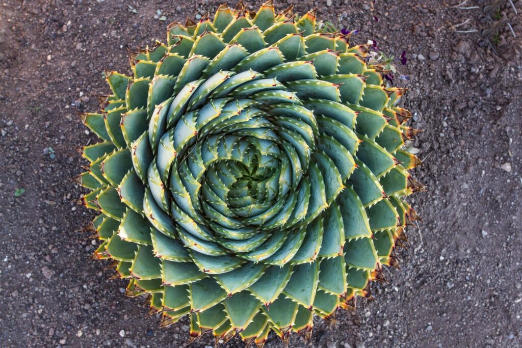 Spiral-shaped leaves of Aloe polyphylla