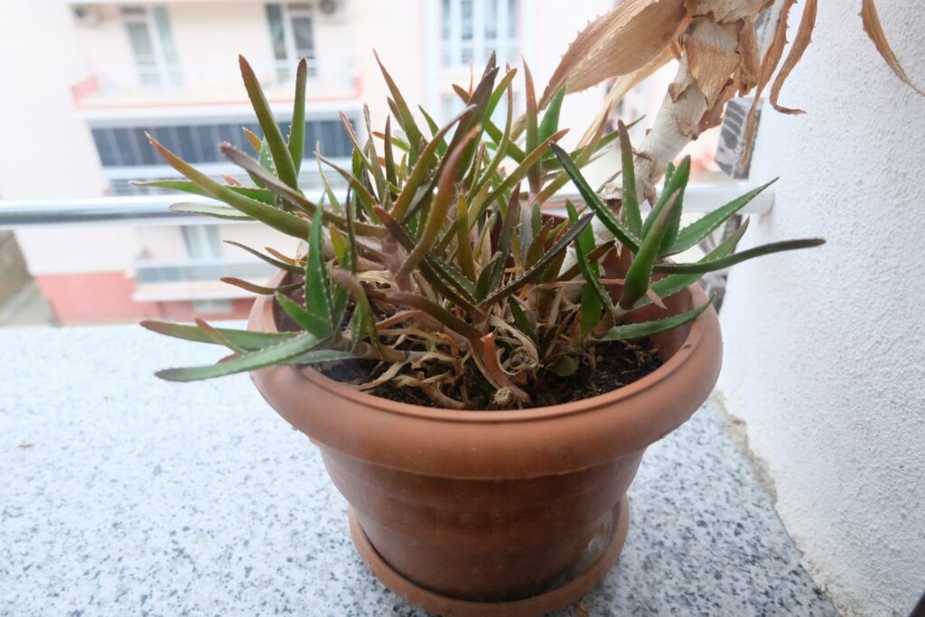 Aloe vera plant with brown leaves