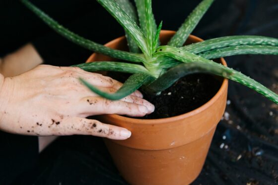 Aloe vera plant care: watering, fertilising & trimming