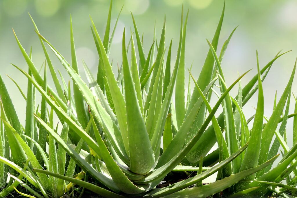 Healthy and vigorous Aloe vera plant