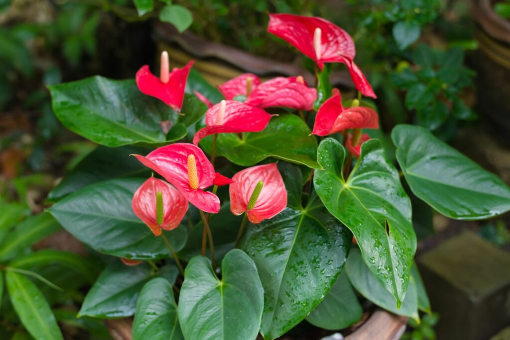 Flamingo plant with red bracts