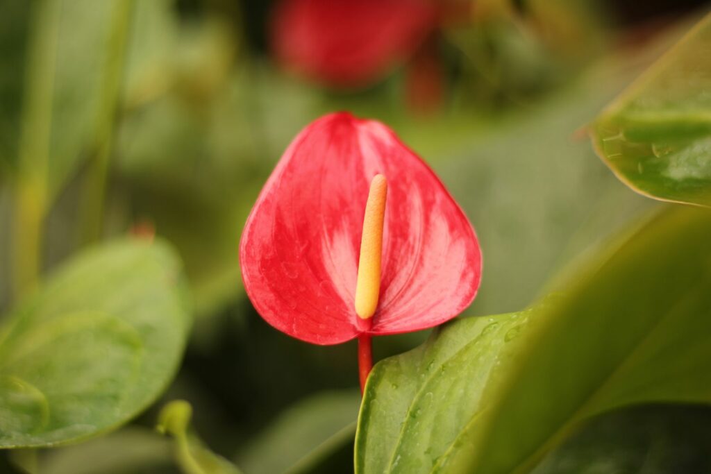 Flamingo flower with red spatha