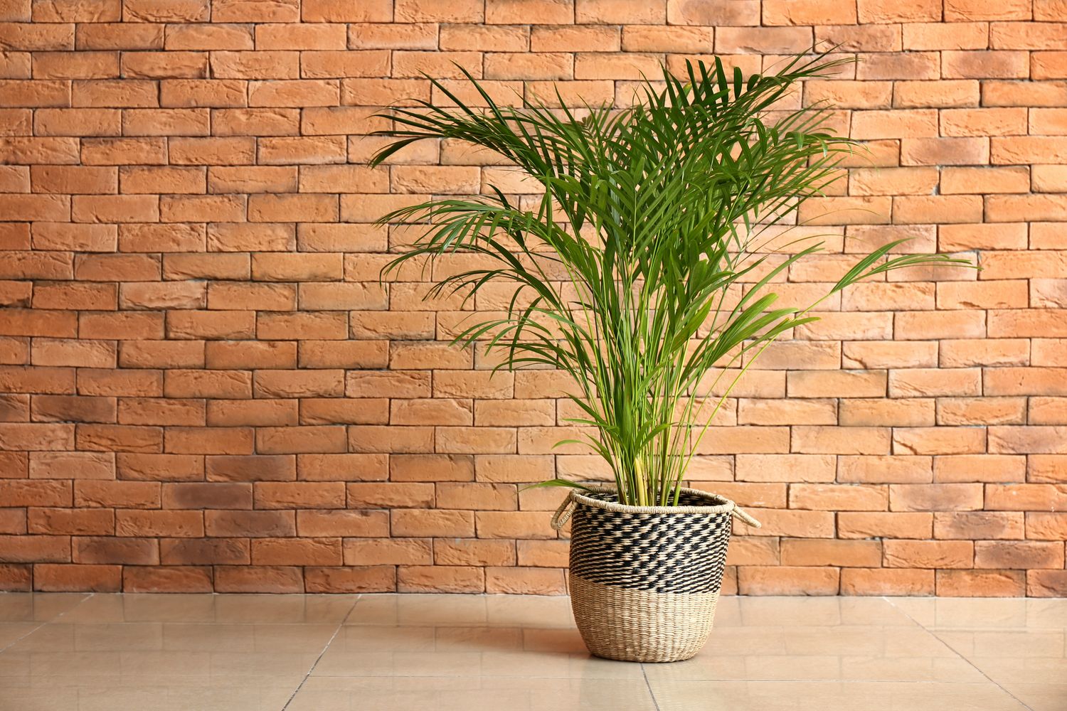 areca palm in living room