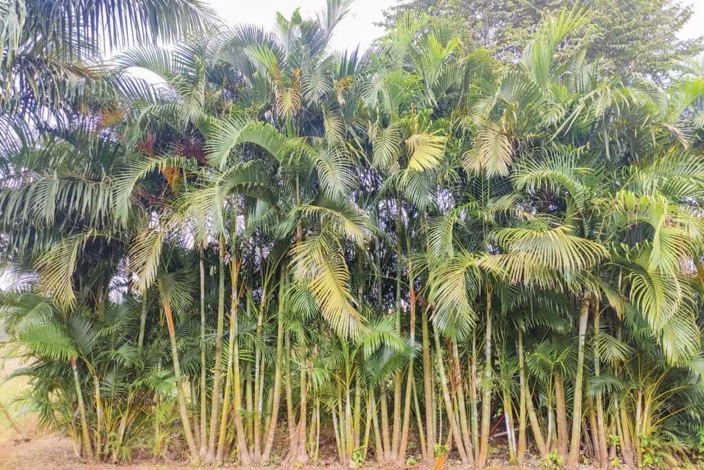 Tall areca palm trees in Madagascar