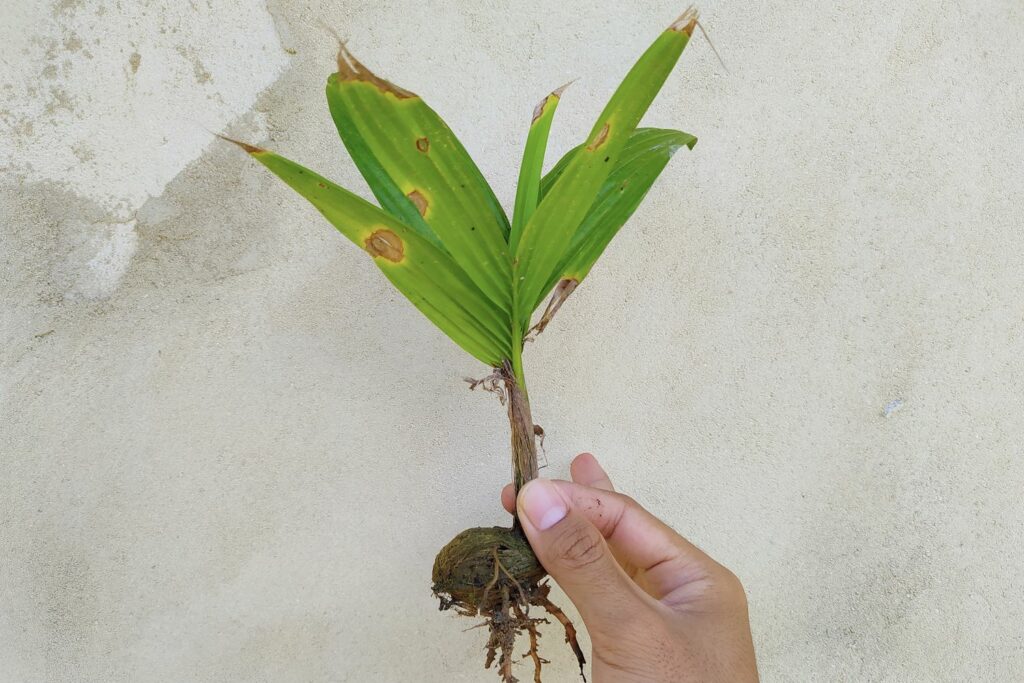 Person holding areca palm grown from seed