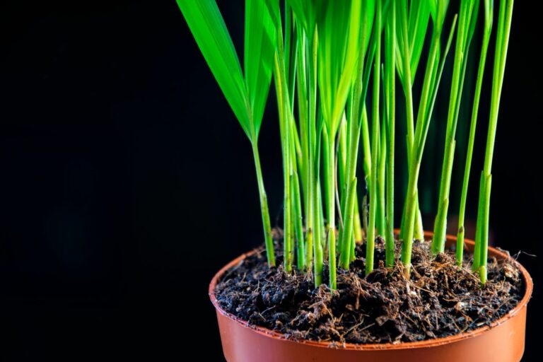 Areca palm care & location Plantura