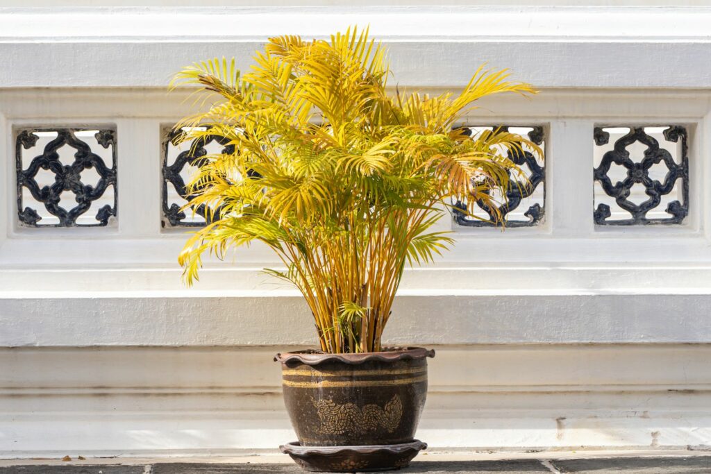 Areca palm leaves turned yellow
