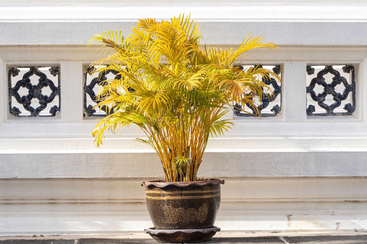 Areca palm care & location Plantura