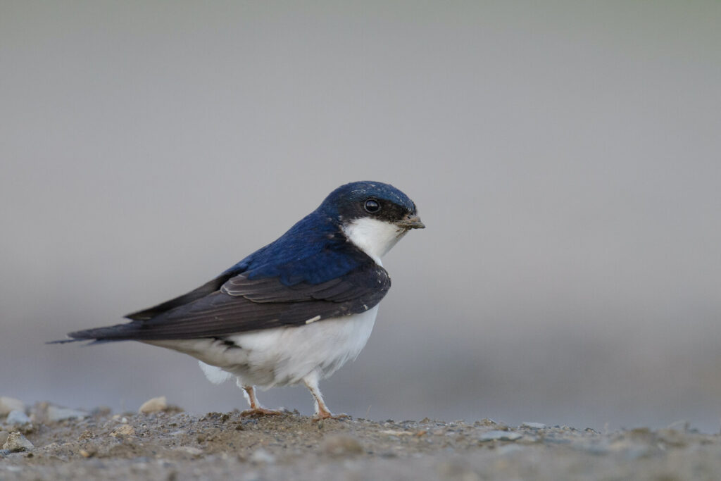 A barn swallow stands