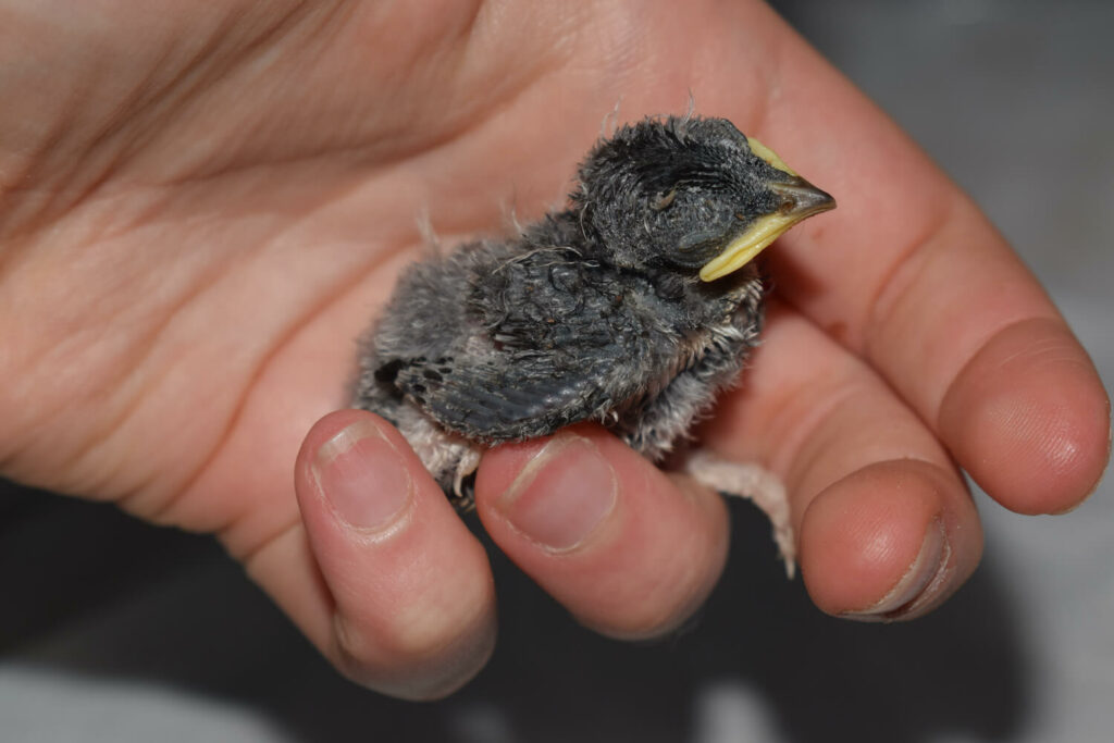A swallow baby is held in a hand