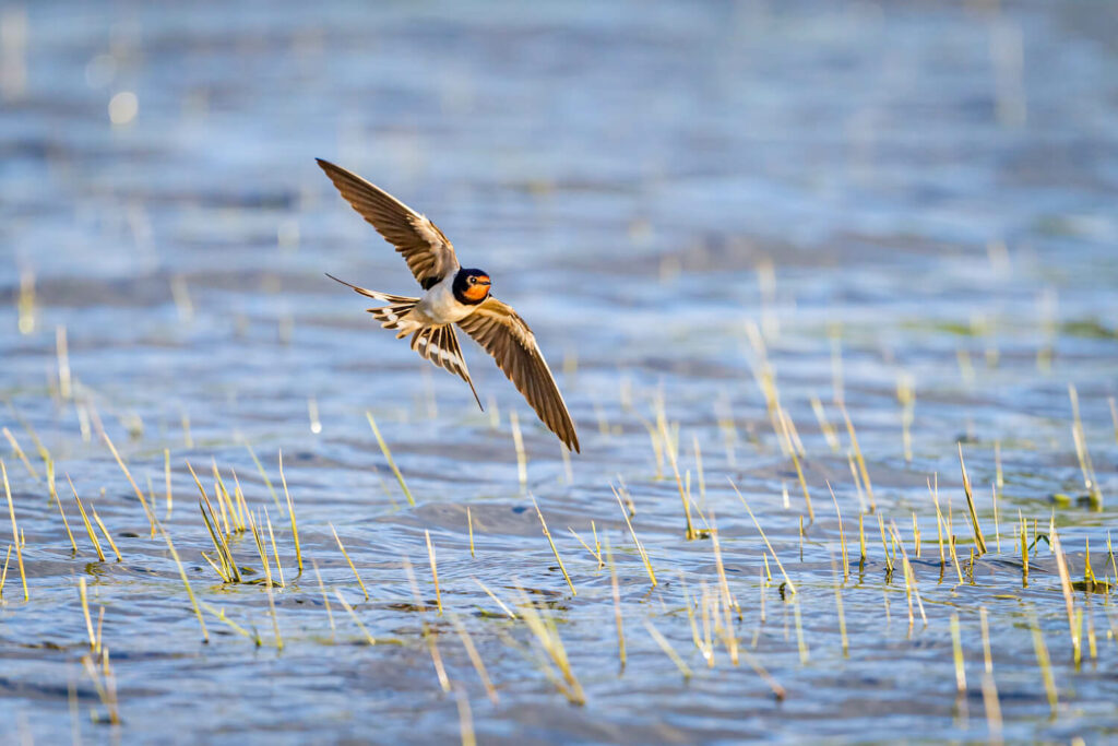 A barn swallow soars over a body of water