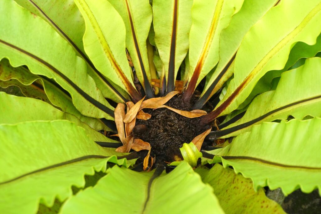 Funnel-shaped leaf formation of bird’s nest fern