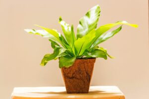 Bird's nest fern