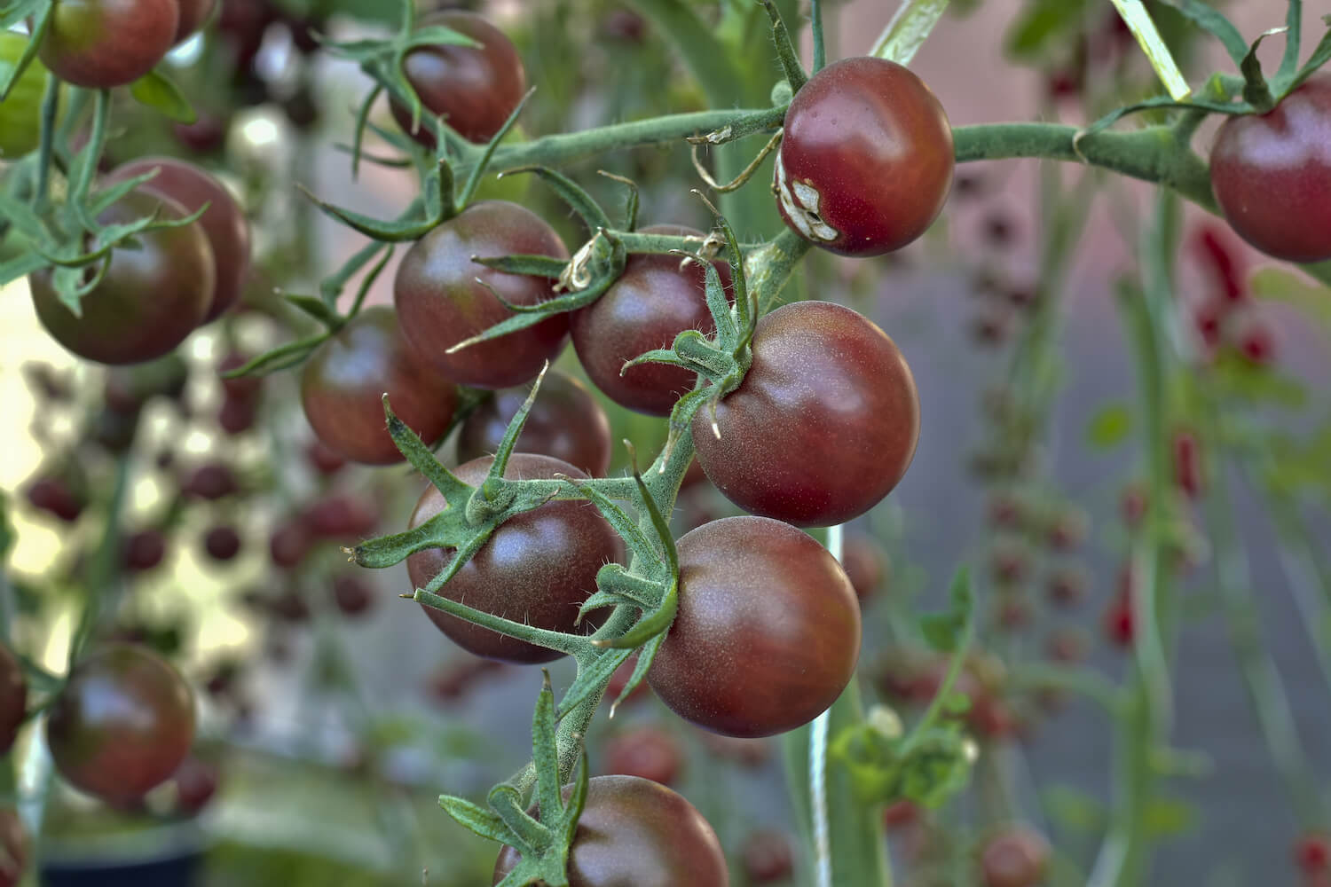 Black Cherry tomato growing & caring Plantura