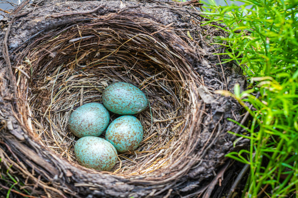 Blackbird eggs in a nest