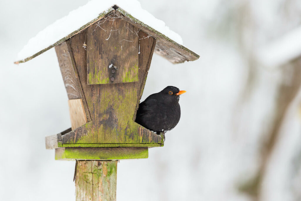 A blackbird sits on a birdhouse in the snow