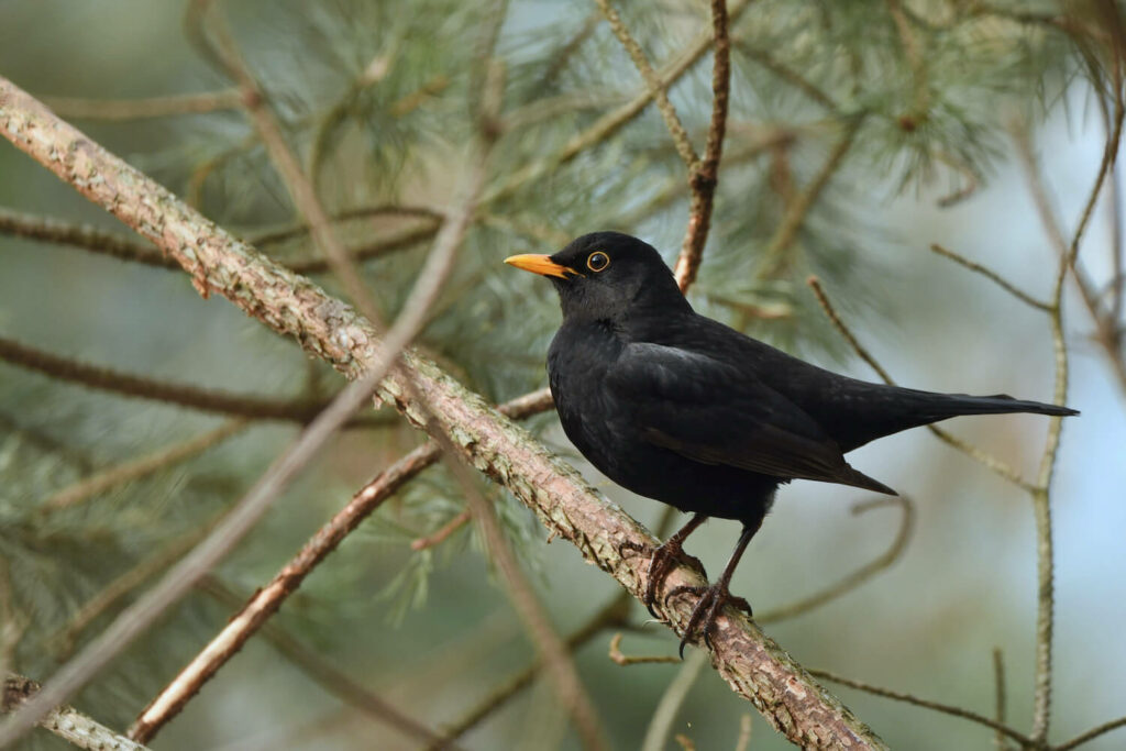 A blackbird perched on a branch