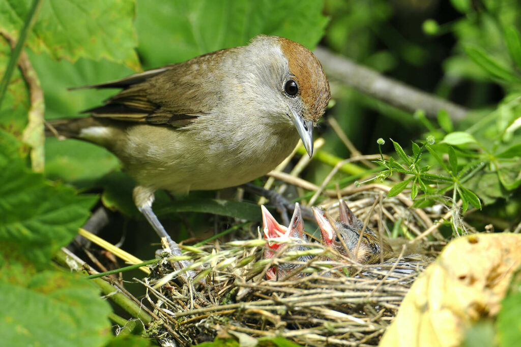 A blackcap mother feeds chicks in a nest