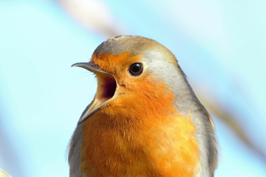 A close-up robin calls