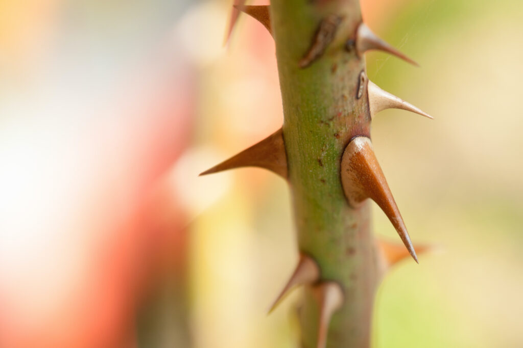 A close-up of thorns on a branch