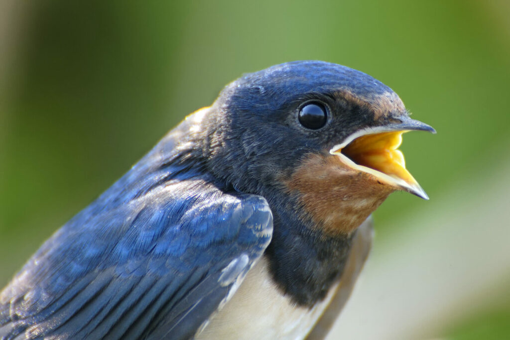 Close-up of a young swallow calling