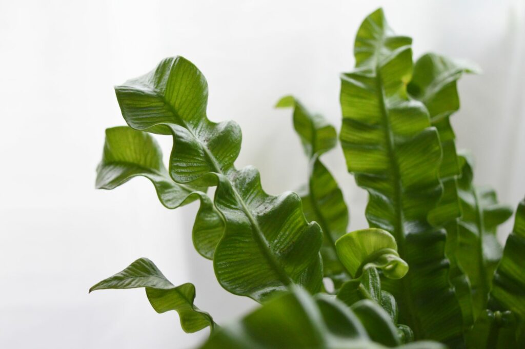 wavy leaves of ‘crispy wave’ nest fern variety