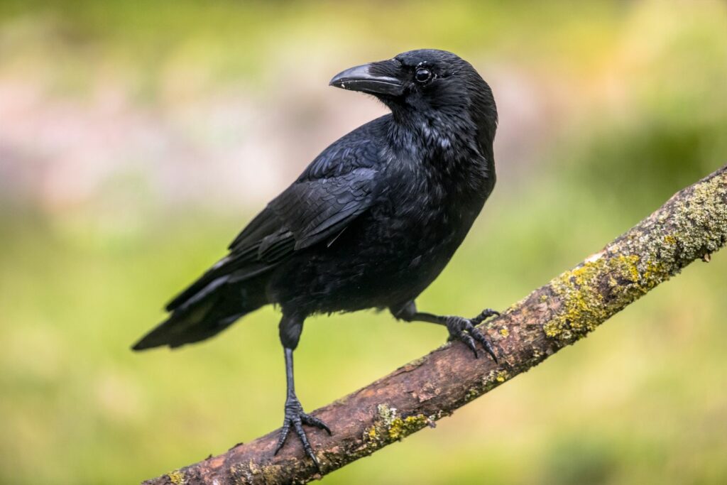 A crow perches on a branch
