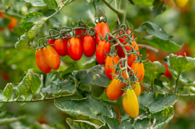 Datterino tomato: cultivation & care