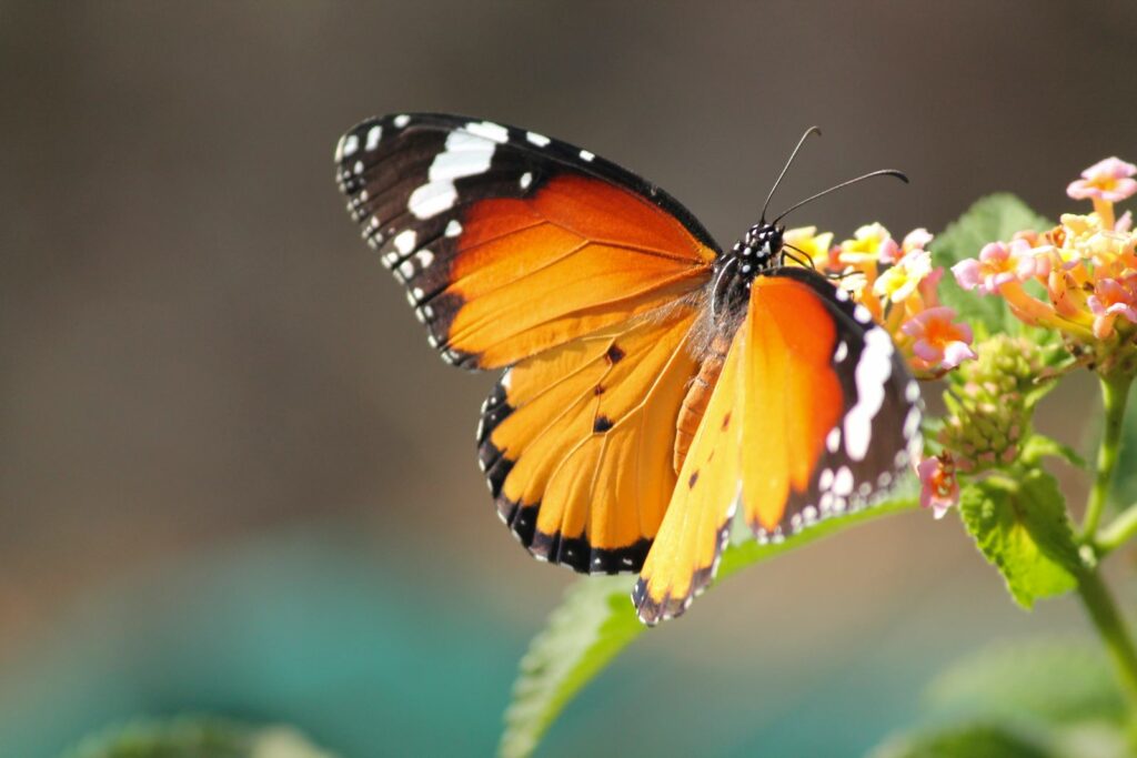 butterfly feeding on nectar