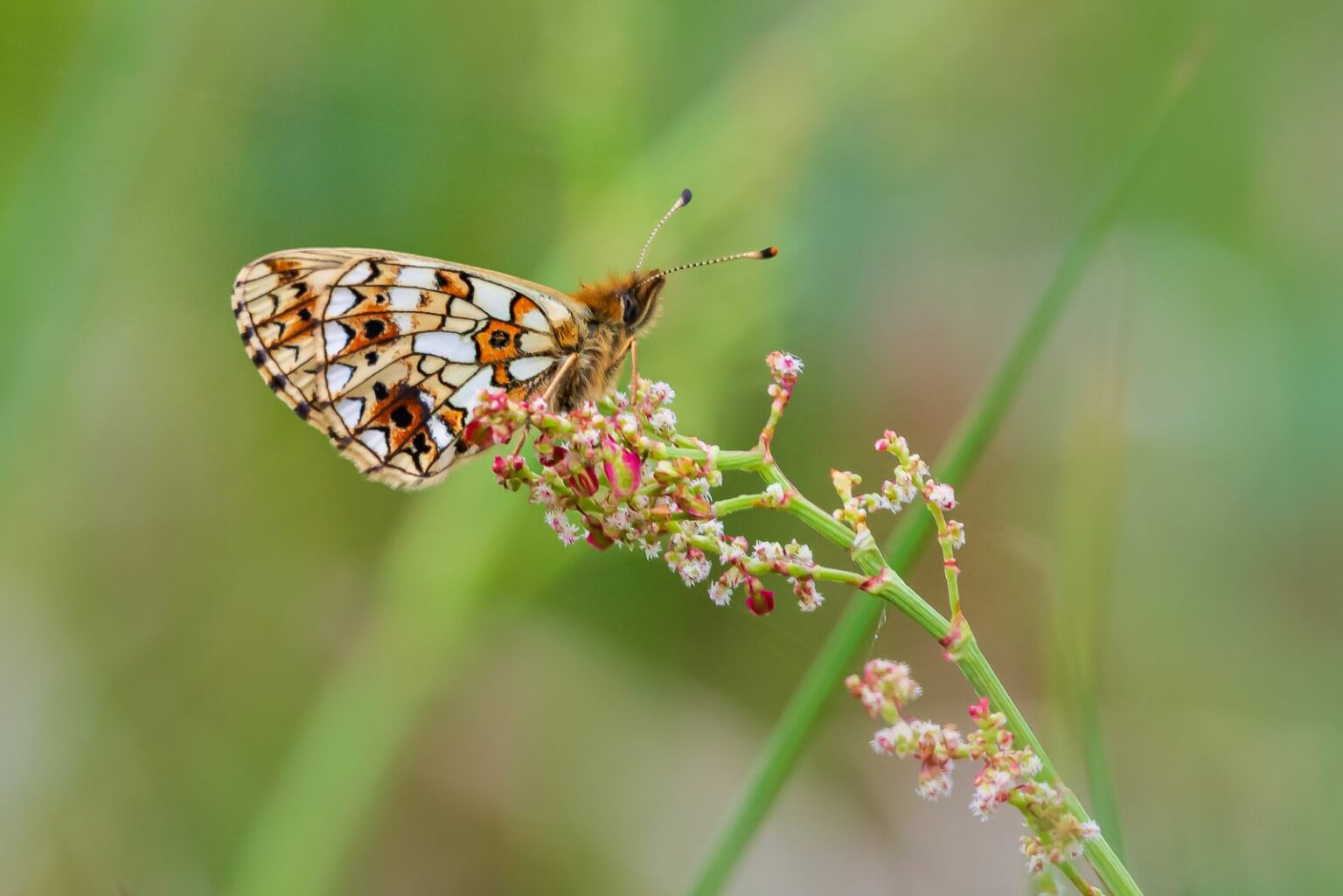 What do butterflies eat? Plantura