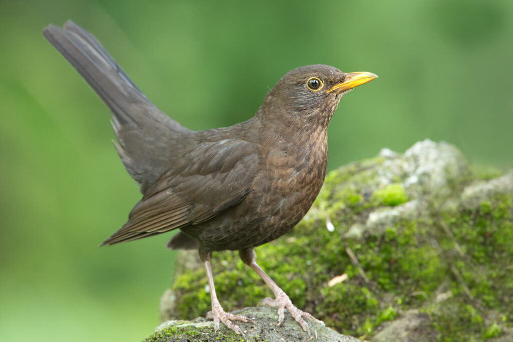 A female blackbird perched on a rock