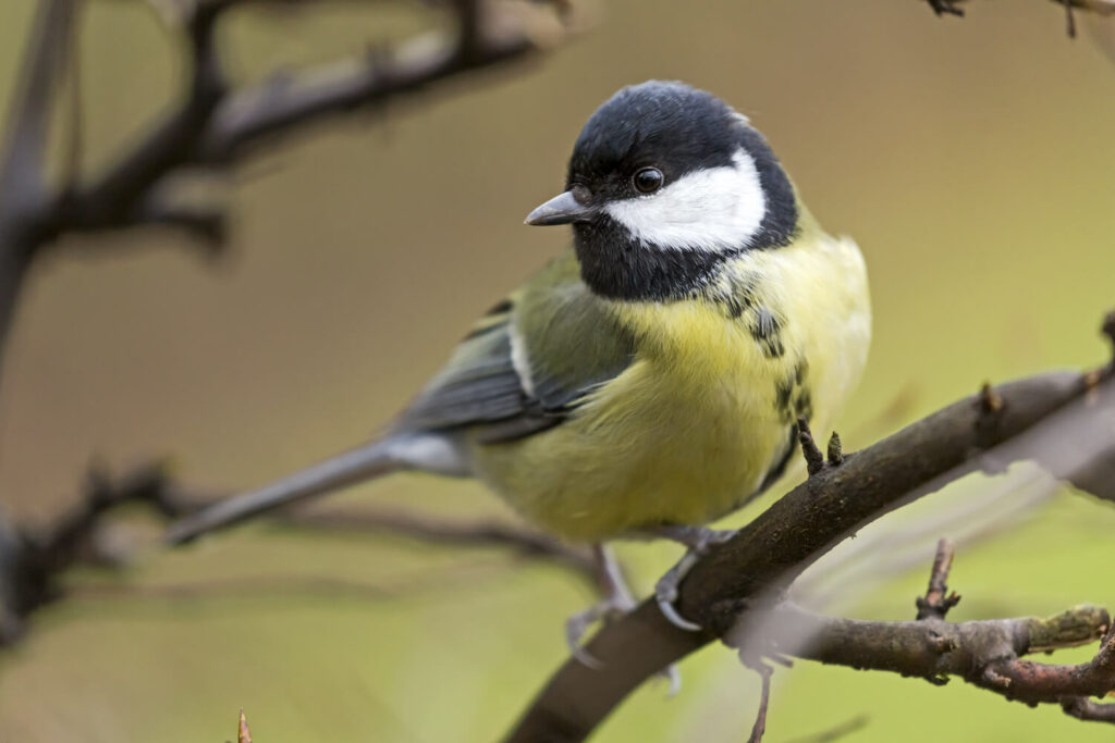 A female great tit perches on a branch