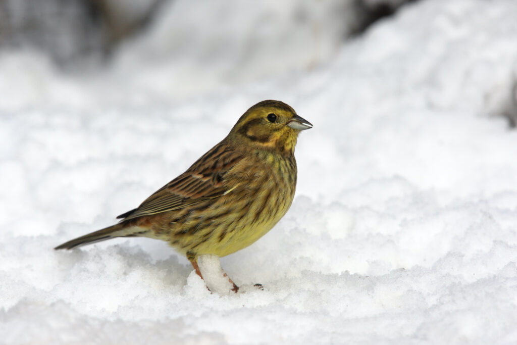 A female yellowhammer stands in snow