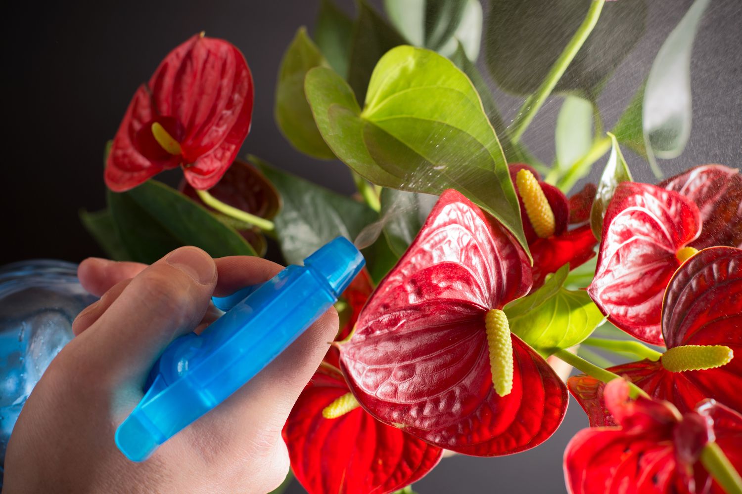 Flamingo plant care, location & propagation Plantura