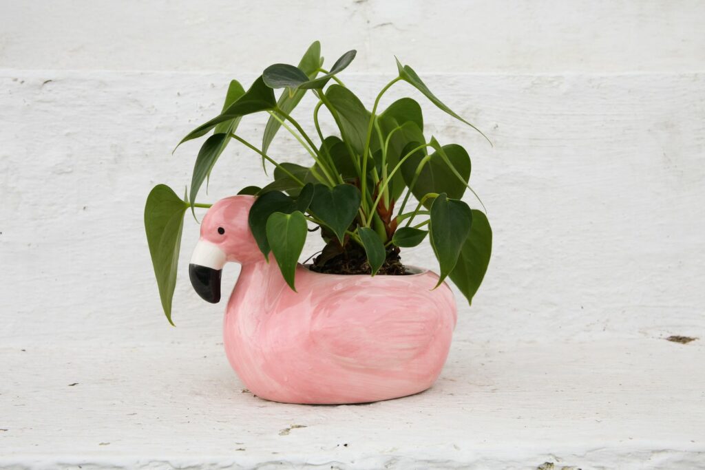 Flamingo plant with no flowers