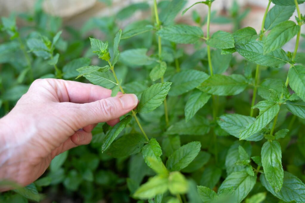 how to keep mint leaves fresh