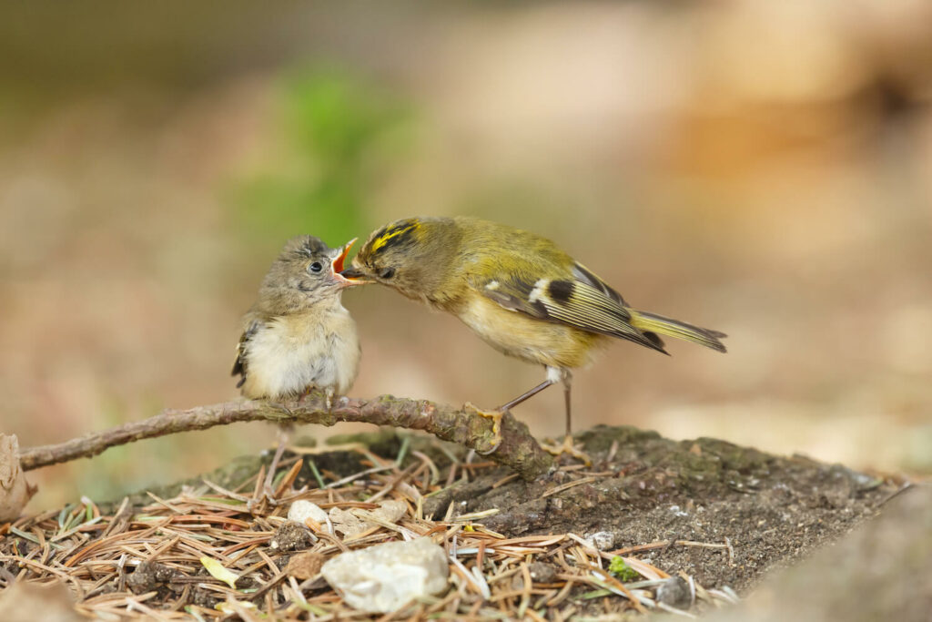 A goldcrest parent feeds their perched chick