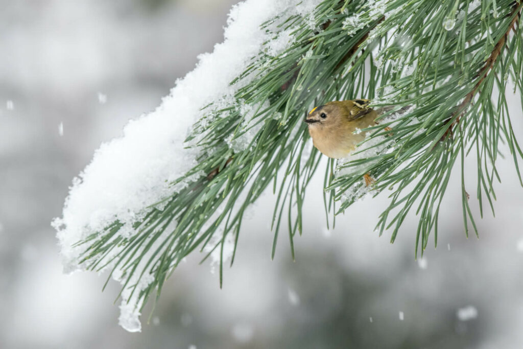 A goldcrest hides from the snow under a conifer