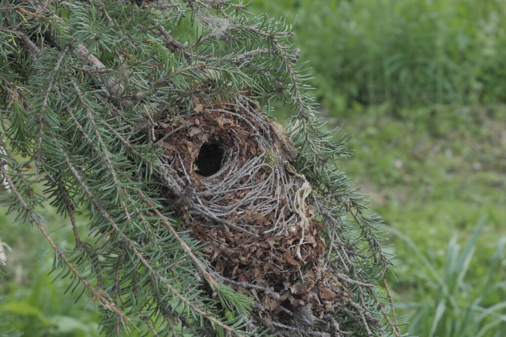 A goldcrest nest hanging from coniferous branches