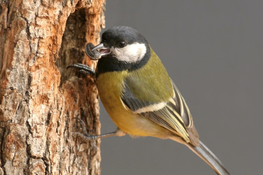 A great tit enters her tree-hollow nest with a seed