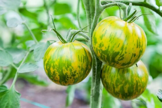 Green Zebra tomato: how to grow a green tomato variety