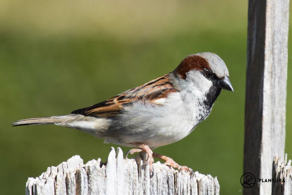 house sparrow perching
