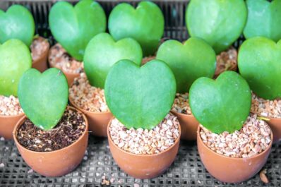 Hoya kerrii: flower, growth & care of the sweetheart Hoya