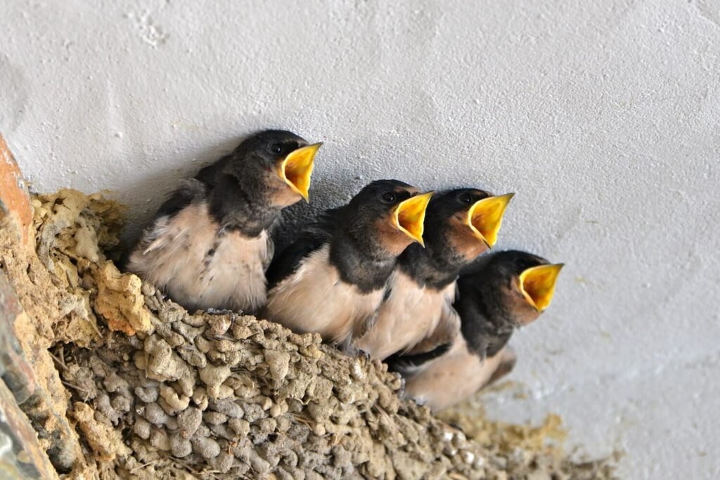 Four swallow chicks beg for food