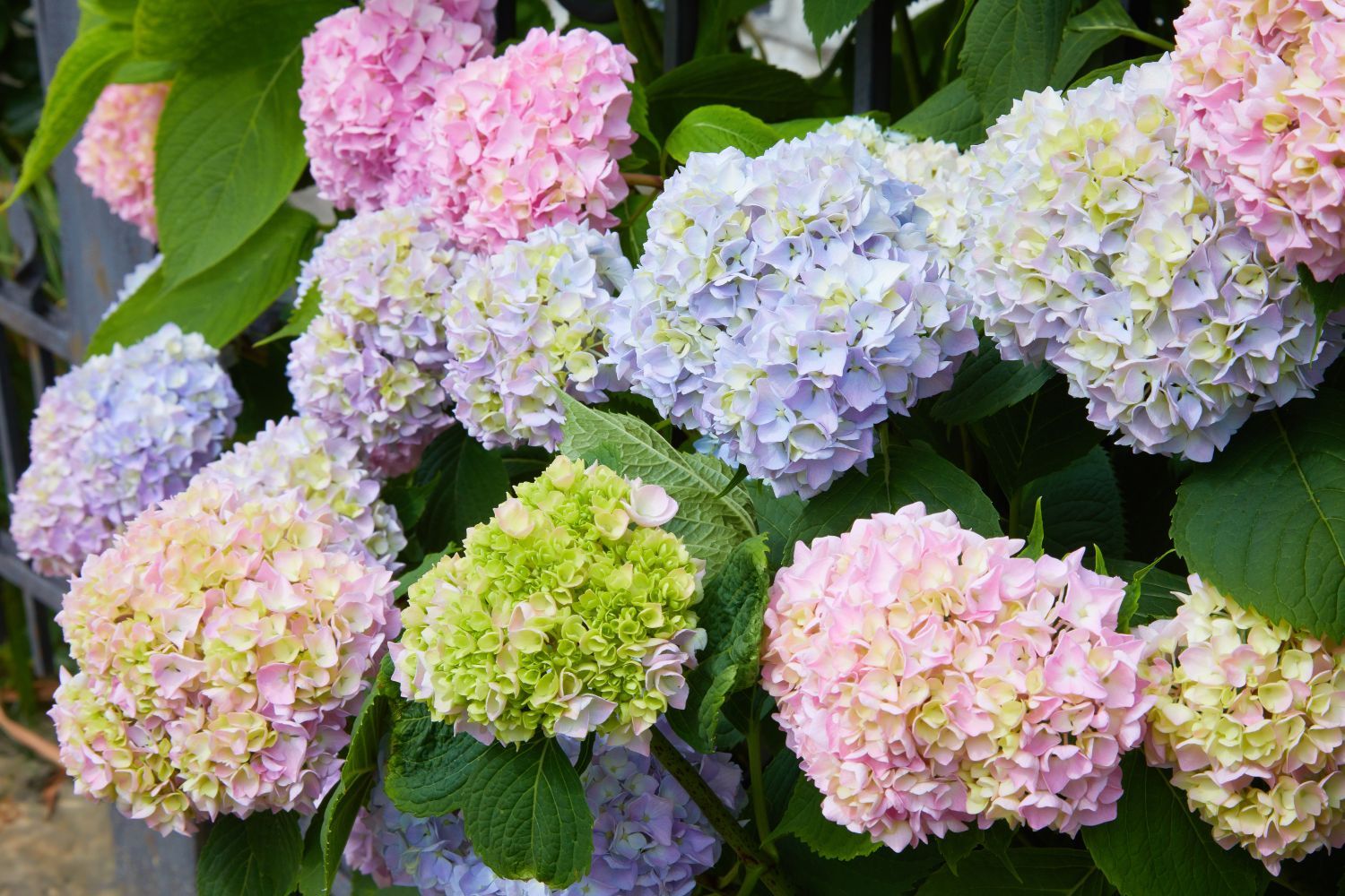 Types of hydrangeas: the best hydrangea varieties for your garden