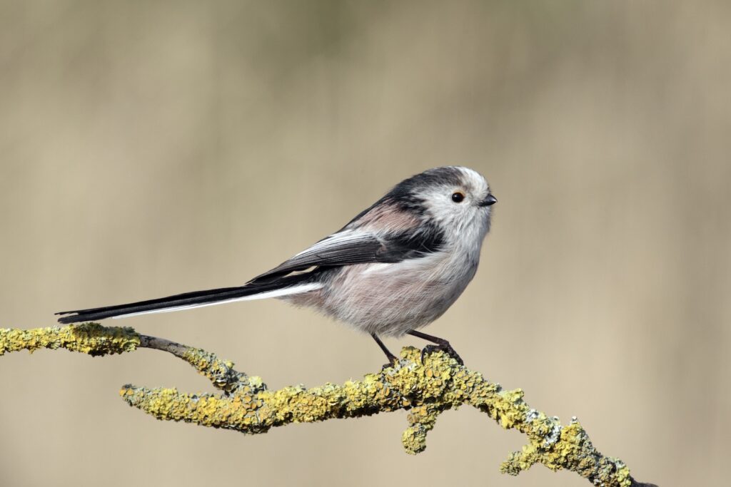 A long-tailed tit displays its tail