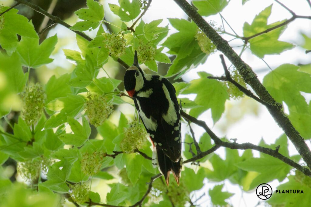 A male great spotted woodpecker