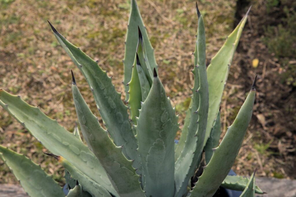 Agave plant similar to aloe vera