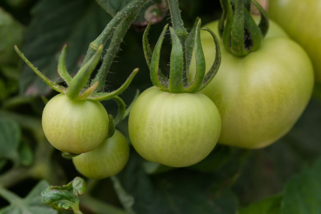 A cluster of moneymaker tomatoes are still green