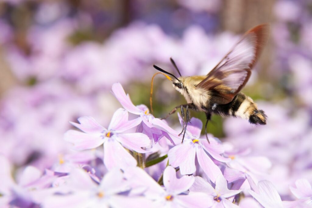 phlox as source of food for butterflies